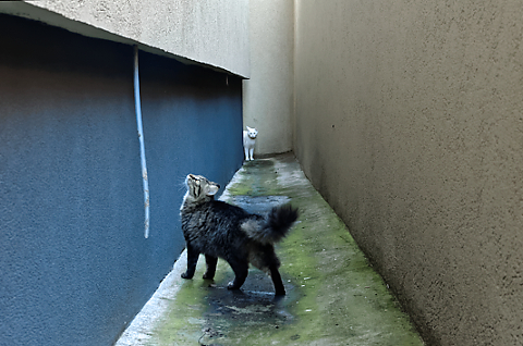 Supraviețuirea sau lupta în natură. Episodul 3