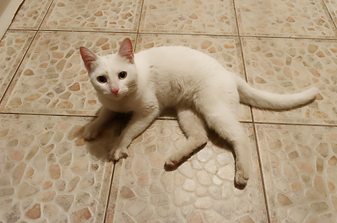 Supraviețuirea sau lupta în natură. Episodul 3