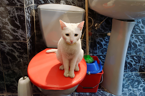 Supraviețuirea sau lupta în natură. Episodul 3