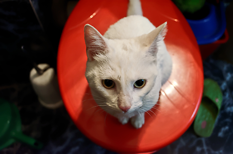 Supraviețuirea sau lupta în natură. Episodul 3