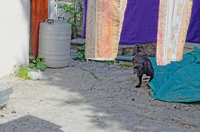 2013_05_01_AME7616.jpg - Marcel Eremia www.amedesign.ro