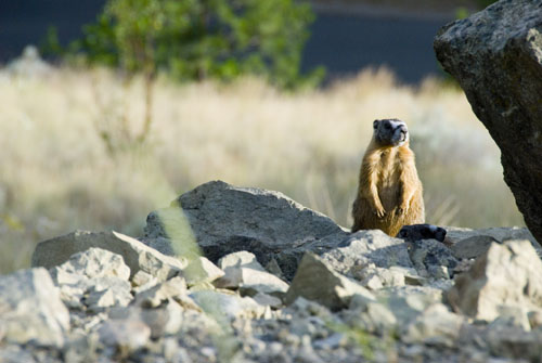 2008_07_10_AME15.893.jpg - (c) AME design www.amedesign.ro