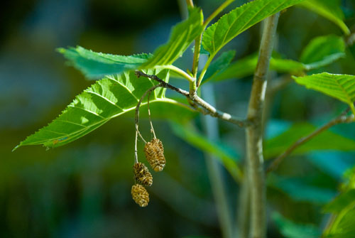 2008_07_13_AME16.149.jpg - (c) AME design www.amedesign.ro