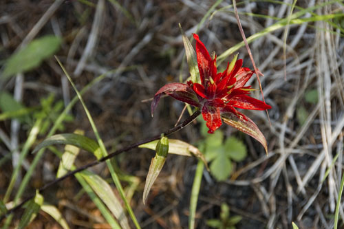 2008_07_13_AME16.160.jpg - (c) AME design www.amedesign.ro