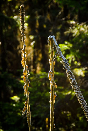 2008_07_13_AME16.218.jpg - (c) AME design www.amedesign.ro