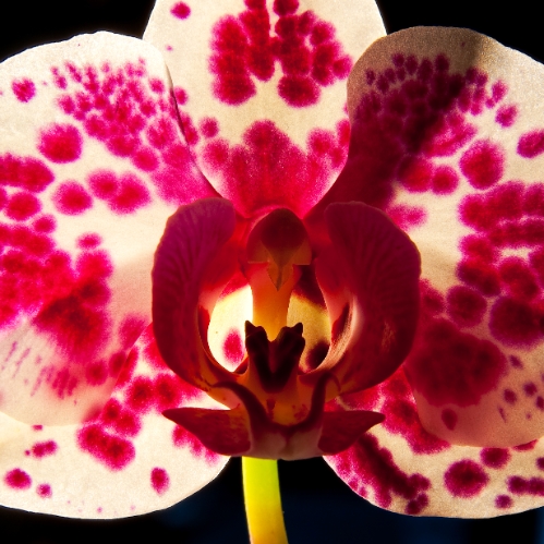 2010_02_14_AME27223.jpg - ASCII